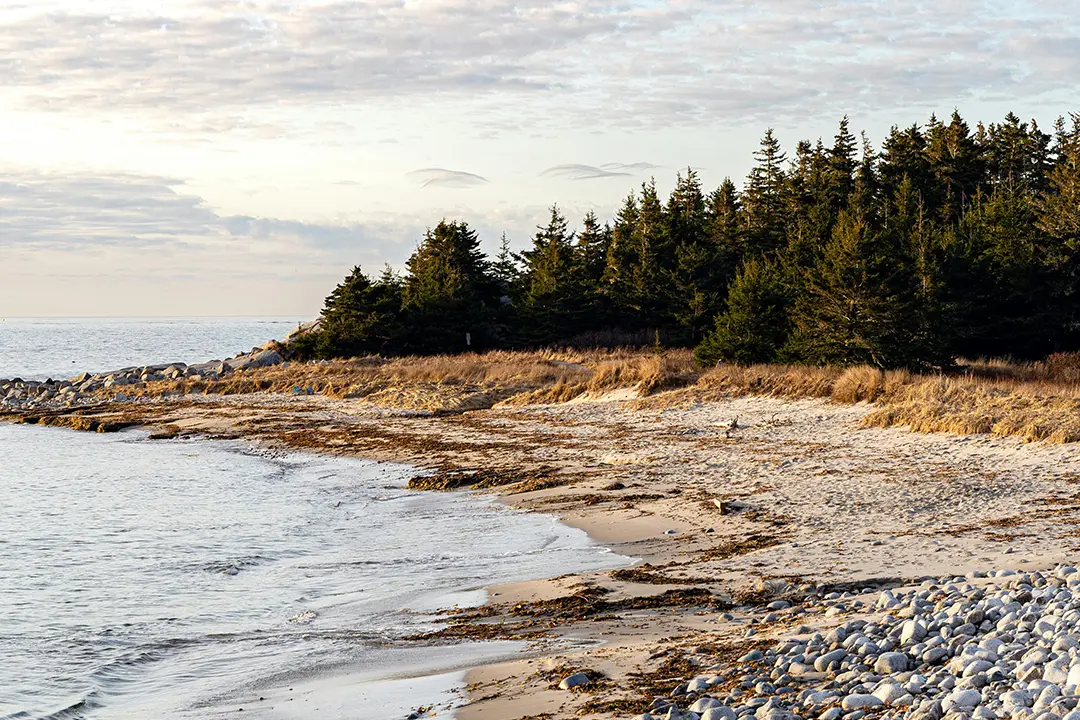 Adson Mettler profile photo